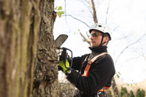 Tree removal by an arborist in Erie, PA