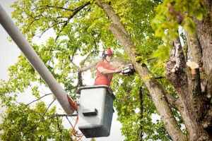 Using advanced technology for tree removal in Erie, PA